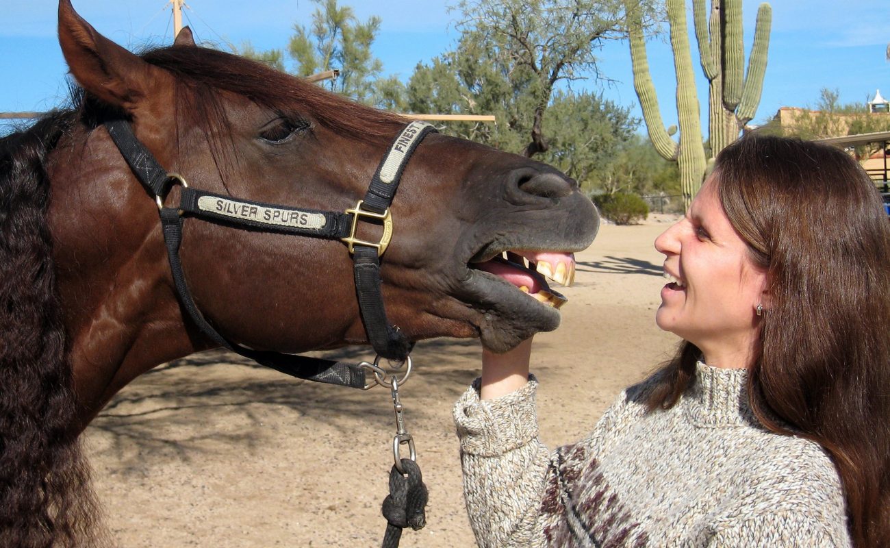 Freizeitreiter – na und?